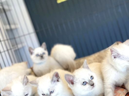 Kedi̇ci̇den Renk Renk British Shorthair Yavrulari Ankara görsel