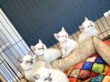 Kedi̇ci̇den Renk Renk British Shorthair Yavrulari Ankara