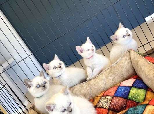 Kedi̇ci̇den Renk Renk British Shorthair Yavrulari Ankara görsel