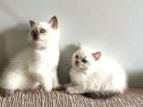 Bluepoi̇nt Bri̇ti̇sh Shorthai̇r Bebekleri̇mi̇z