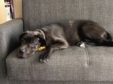 5 aylık Blue Cane Corso