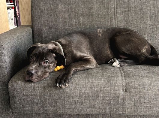 5 Aylık Blue Cane Corso
