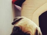 Pug Yavrulari Ankara