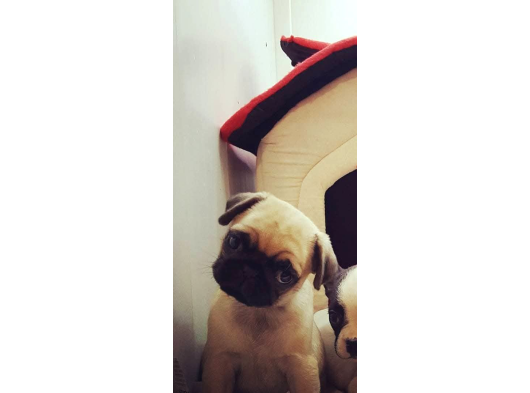 Pug Yavrulari Ankara görsel
