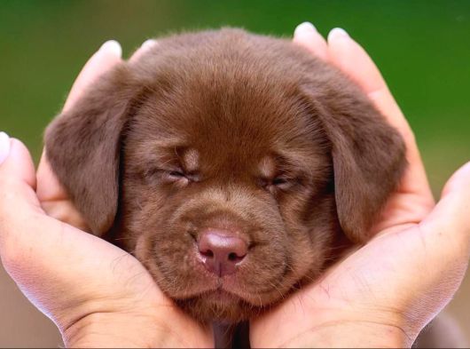 En Güzel Labrador Retri̇ever Yavrulari İstanbul görsel