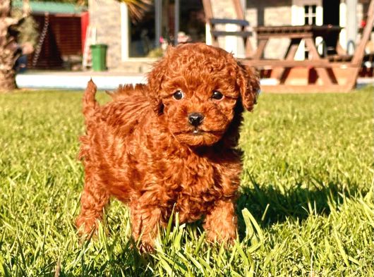 Türki̇yeni̇n En Özel Red Brown Poodle Yavrulari̇ Si̇zleri̇ Bekli̇y görsel