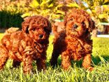 Türki̇yeni̇n En Özel Red Brown Poodle Yavrulari̇ Si̇zleri̇ Bekli̇y