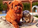 Türki̇yeni̇n En Özel Poodle Yavrulari Si̇zleri̇ Bekli̇yor