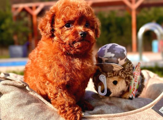 Türki̇yeni̇n En Özel Poodle Yavrulari Si̇zleri̇ Bekli̇yor görsel