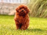 TÜRKİYENİN EN ÖZEL POODLE YAVRULARI SİZLERİ BEKLİYOR