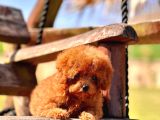 RUHSATLİ ÇİFLİKTEN ÖZEL POODLE YAVRULARI SİZLERİ BEKLİYOR