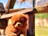 Ruhsatli̇ Çi̇fli̇kten Özel Poodle Yavrulari Si̇zleri̇ Bekli̇yor