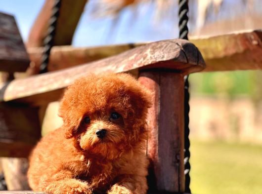 Ruhsatli̇ Çi̇fli̇kten Özel Poodle Yavrulari Si̇zleri̇ Bekli̇yor görsel