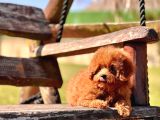Ruhsatli̇ Çi̇fli̇kten Özel Poodle Yavrulari