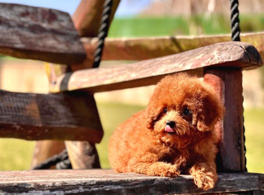 Ruhsatli̇ Çi̇fli̇kten Özel Poodle Yavrulari görsel