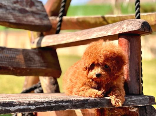 Ruhsatli̇ Çi̇fli̇kten Özel Poodle Yavrulari görsel