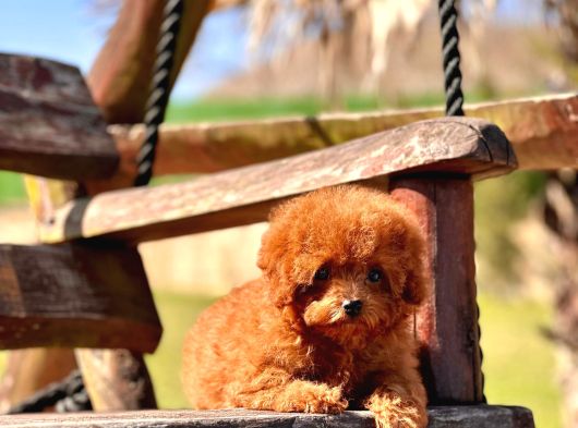 Ruhsatli̇ Çi̇fli̇kten Özel Poodle Yavrulari görsel
