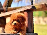 RUHSATLİ ÇİFLİKTEN ÖZEL POODLE YAVRULARI