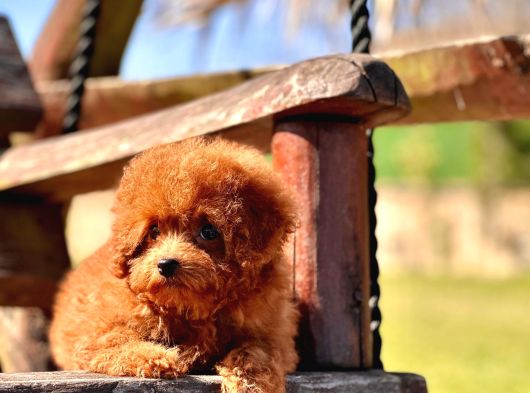 Ruhsatli̇ Çi̇fli̇kten Özel Poodle Yavrulari