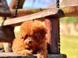Ruhsatli̇ Çi̇fli̇kten Özel Poodle Yavrulari