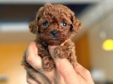 TEACUP KOREA ORJİNAL KG GARANTİLİ BEBEKLER