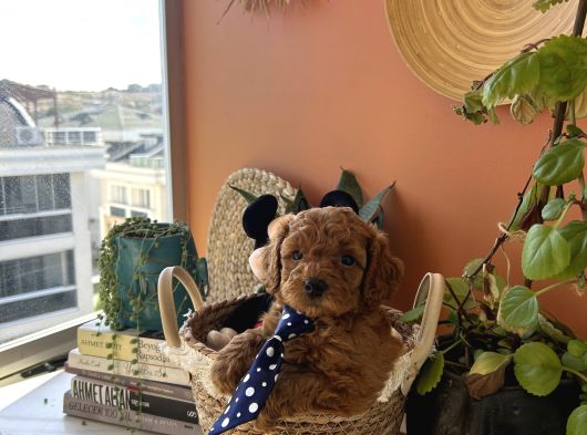 Ev Doğumu Poodle Yavrularımız Rezerveye Açık görsel