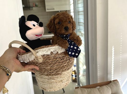 Ev Doğumu Poodle Yavrularımız Rezerveye Açık görsel