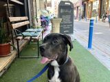 5 Aylık Blue Cane Corso