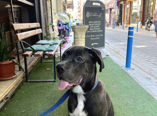 5 Aylık Blue Cane Corso görsel