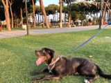 5 Aylık Blue Cane Corso