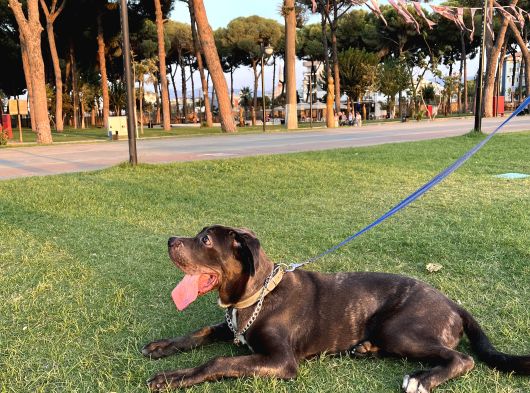 5 Aylık Blue Cane Corso görsel