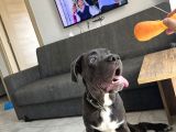 5 Aylık Blue Cane Corso