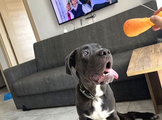 5 Aylık Blue Cane Corso görsel