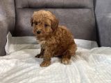 Mi̇ni̇ Boy Malti̇poo Oğlumuz