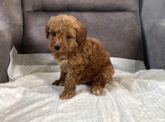 Mi̇ni̇ Boy Malti̇poo Oğlumuz görsel