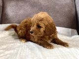 Mi̇ni̇ Boy Malti̇poo Oğlumuz