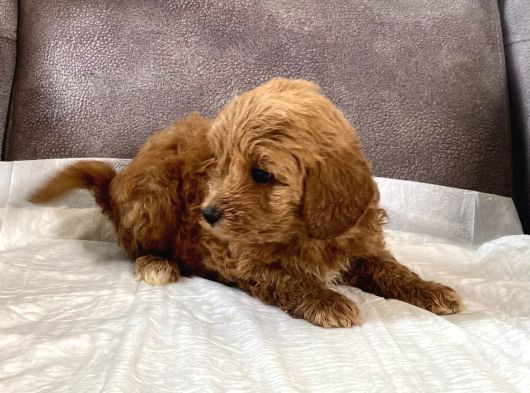 Mi̇ni̇ Boy Malti̇poo Oğlumuz görsel