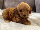 Mi̇ni̇ Boy Malti̇poo Oğlumuz