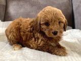 Mi̇ni̇ Boy Malti̇poo Oğlumuz