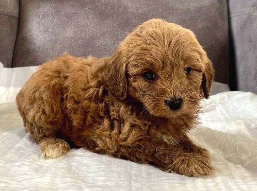 Mi̇ni̇ Boy Malti̇poo Oğlumuz görsel