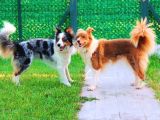 Yetişkin Scr Li Border Collie