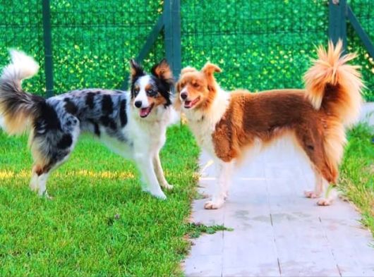 Yetişkin Scr Li Border Collie görsel
