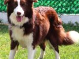 Yetişkin Scr Li Border Collie