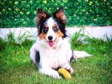 Yetişkin SCR li border collie