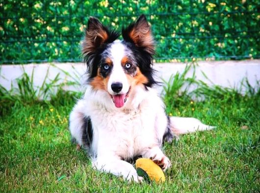Yetişkin Scr Li Border Collie