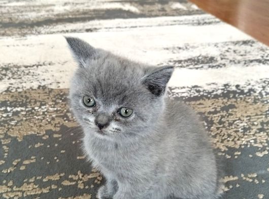 Tatli Yavrularim Sahi̇pleri̇ni̇ Bekli̇yor görsel