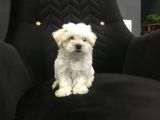 Mini Boy Ev Doğumlu Sıfır Numara Orjinal Maltes Terrier
