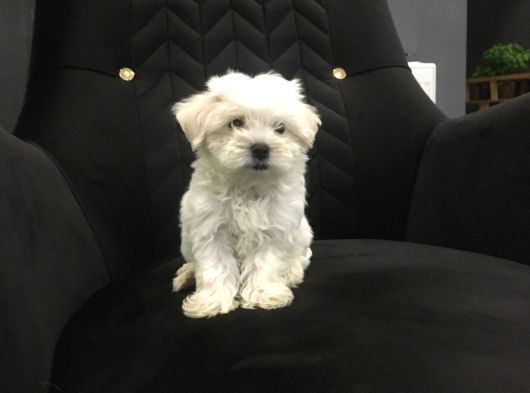 Mini Boy Ev Doğumlu Sıfır Numara Orjinal Maltes Terrier görsel