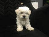 Mini Boy Ev Doğumlu Sıfır Numara Orjinal Maltes Terrier