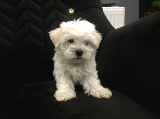 Mini Boy Ev Doğumlu Sıfır Numara Orjinal Maltes Terrier görsel